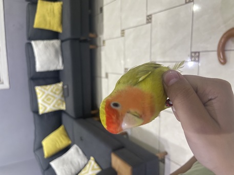 Al Safa, Pet Supplies, SAR 600,  Love Birds And Parrot