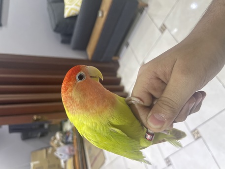 Al Safa, Pet Supplies, SAR 600,  Love Birds And Parrot
