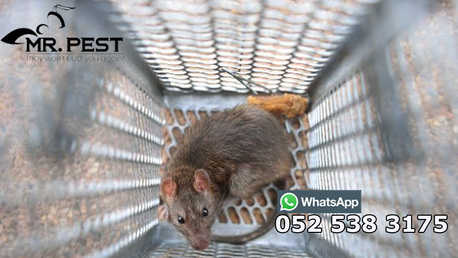 Dubai, Pest Control, Low Cost Rodent Control Dubai Marina