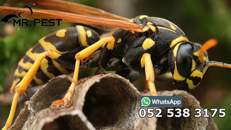 Dubai, Pest Control, Low Cost Rodent Control Dubai Marina