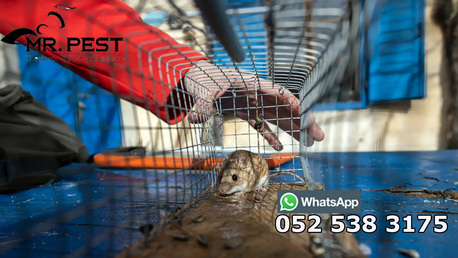 Dubai, Pest Control, Low Cost Rodent Control Dubai Marina