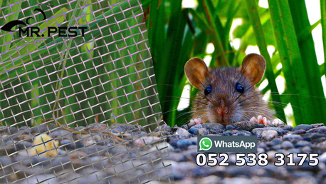 Dubai, Pest Control, Low Cost Rodent Control Dubai Marina