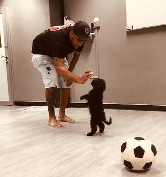 Singapore, Business, Best Service For Dog Boarding In Katong