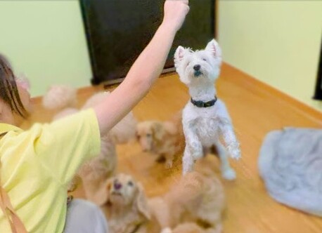 Singapore, Business, Best Pet Groomer In Geylang