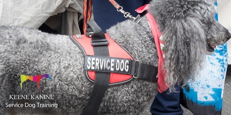 New York, Business, Faithful Service Dog Trainer In Nassau County By Keene Kanine