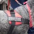 Faithful Service Dog Trainer In Nassau County By Keene Kanine