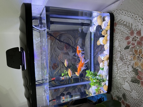 Zinj, Pet Supplies, BHD 15,  Fish Aquarium