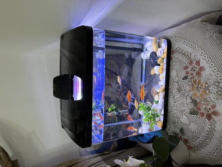 Zinj, Pet Supplies, BHD 15,  Fish Aquarium