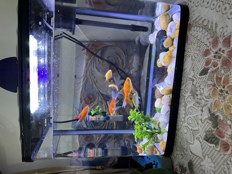 Zinj, Pet Supplies, BHD 15,  Fish Aquarium