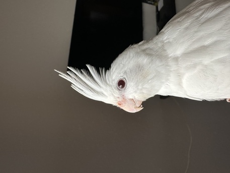 Dammam, Appliances, SAR 350,  Albino &ldquo;Red Eye&rdquo;