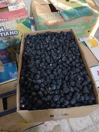Jeddah, Wholesale Products, Ajwa Fresh Dates