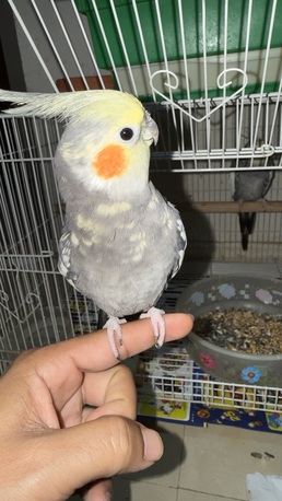 Khobar, Pet Supplies, SAR 450,  Cocktail Bird Male 6 Month Old ( Saying Bismilla)