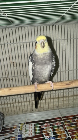Khobar, Pet Supplies, SAR 450,  Cocktail Bird Male 6 Month Old ( Saying Bismilla)