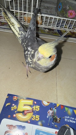 Khobar, Pet Supplies, SAR 450,  Cocktail Bird Male 6 Month Old ( Saying Bismilla)
