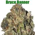 CAD 100,  Buy Bruce Banner Online In Canada
