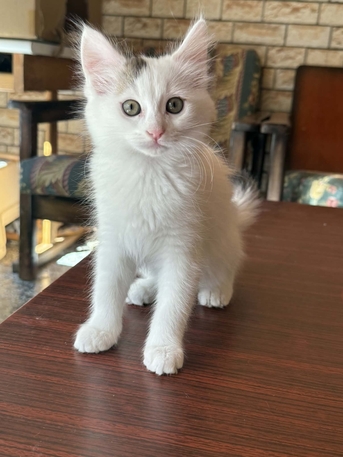 Amman, Pet Adoption, Kittens For Adoption,  2 And Half Months Old.
