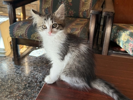Amman, Pet Adoption, Kittens For Adoption,  2 And Half Months Old.