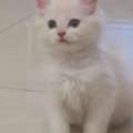 SAR 250,  3 Month Old Turkish Angora Cat For Sale