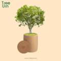 Buy Tree Burial Urn &mdash; Transform Ashes Into A Living Memorial