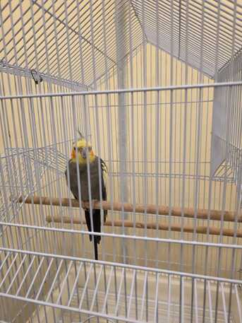 East Riffa, Pet Supplies, BHD 15,  Grey Cocktail For Sale