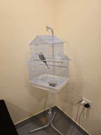 East Riffa, Pet Supplies, BHD 15,  Grey Cocktail For Sale