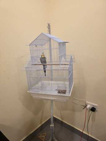 East Riffa, Pet Supplies, BHD 15,  Grey Cocktail For Sale