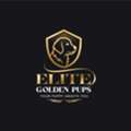 Golden Retriever Pups In New York - Elite Golden Pups