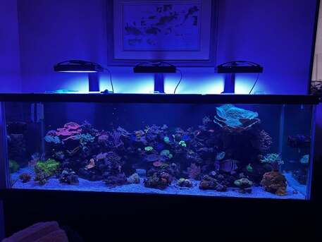 New York, Business, REEF DREAM BUILD &mdash; Custom Saltwater Aquarium Experts