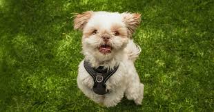 New Delhi, Pet Supplies, INR 25000,  Affordable Shih Tzu Price In India | Pets4delhi