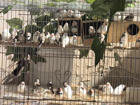 Olaya, Pet Supplies, SAR 60,  Australian Zebra Finches
