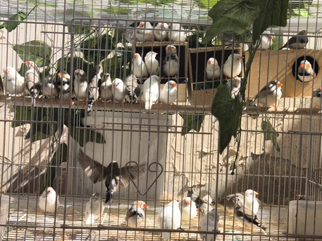 Olaya, Pet Supplies, SAR 60,  Australian Zebra Finches