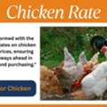 🐔 Chicken: A Everyday Favorite 🍗