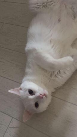 Al Andalus, Help, MISSING CAT &ndash; JEDDAH