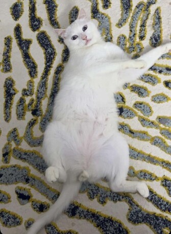 Al Andalus, Help, MISSING CAT &ndash; JEDDAH