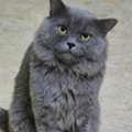 SAR 1,  Scottish Cat For Adoption Free
