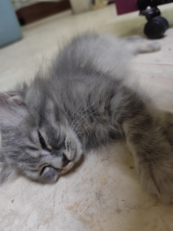 Riyadh, Pet Supplies, SAR 1,  Female Kittens For Adoption Free