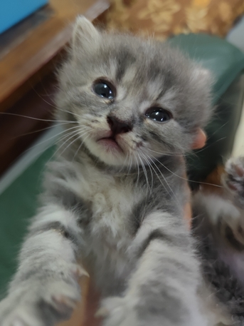 Riyadh, Pet Supplies, SAR 1,  Female Kittens For Adoption Free