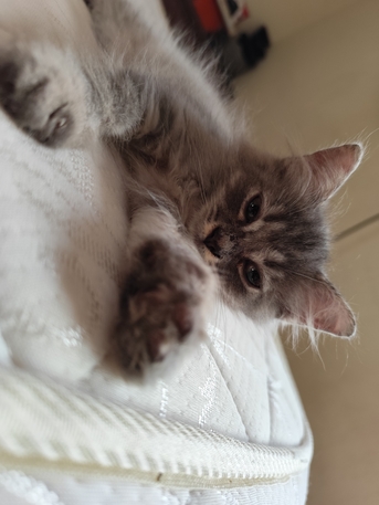 Riyadh, Pet Supplies, SAR 1,  Female Kittens For Adoption Free