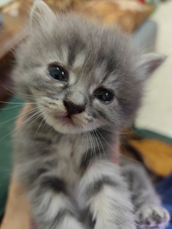 Riyadh, Pet Supplies, SAR 1,  Female Kittens For Adoption Free