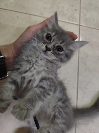 Riyadh, Pet Supplies, SAR 1,  Female Kittens For Adoption Free