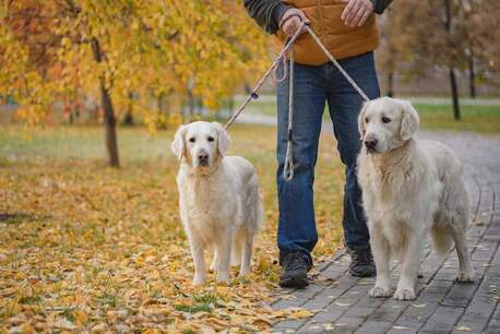 Ahmedabad, Pet Sitting, Dog Walkers In Ahmedabad
