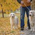 Dog Walkers In Ahmedabad