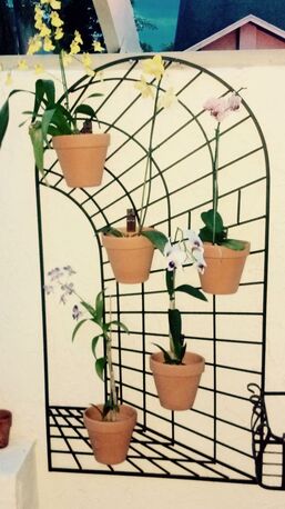 New York, Farm & Garden, USD 13,  Orchid Stand: Sturdy, Attractive Support For Organized Plant Displays