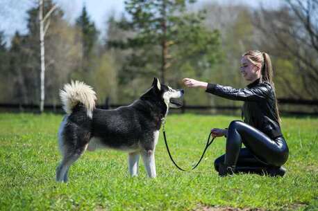 Ahmedabad, Pet Sitting, Dog Training In Ahmedabad