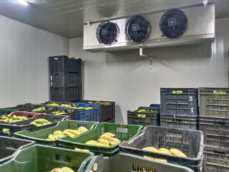 Ahmedabad, Business, Advanced Banana Ripening Chambers For Cold Storage