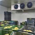 Advanced Banana Ripening Chambers For Cold Storage