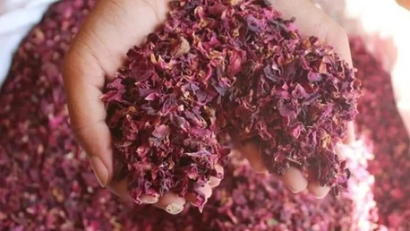 Lucknow, Business, Rose Petals Manufacturer And Supplier In India