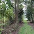 Comprehensive All Tree Services Hawaii For Your Property - Arborist Services