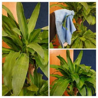 Jeddah, Farm/Garden, Gardening And Landscaping Services