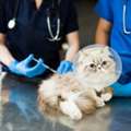 Rising Demand For Veterinary Medicine In The UAE: What&rsquo;s Driving It?